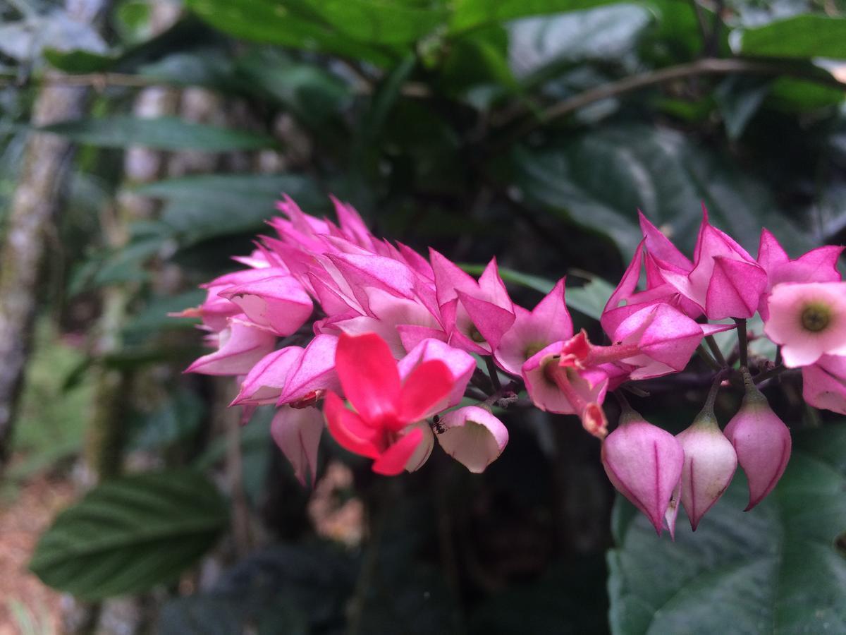 Hacienda Herrera Tambopata Puerto Maldonado Eksteriør bilde