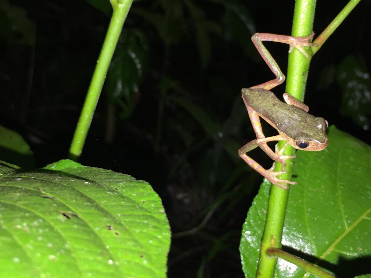 Hacienda Herrera Tambopata Puerto Maldonado Eksteriør bilde